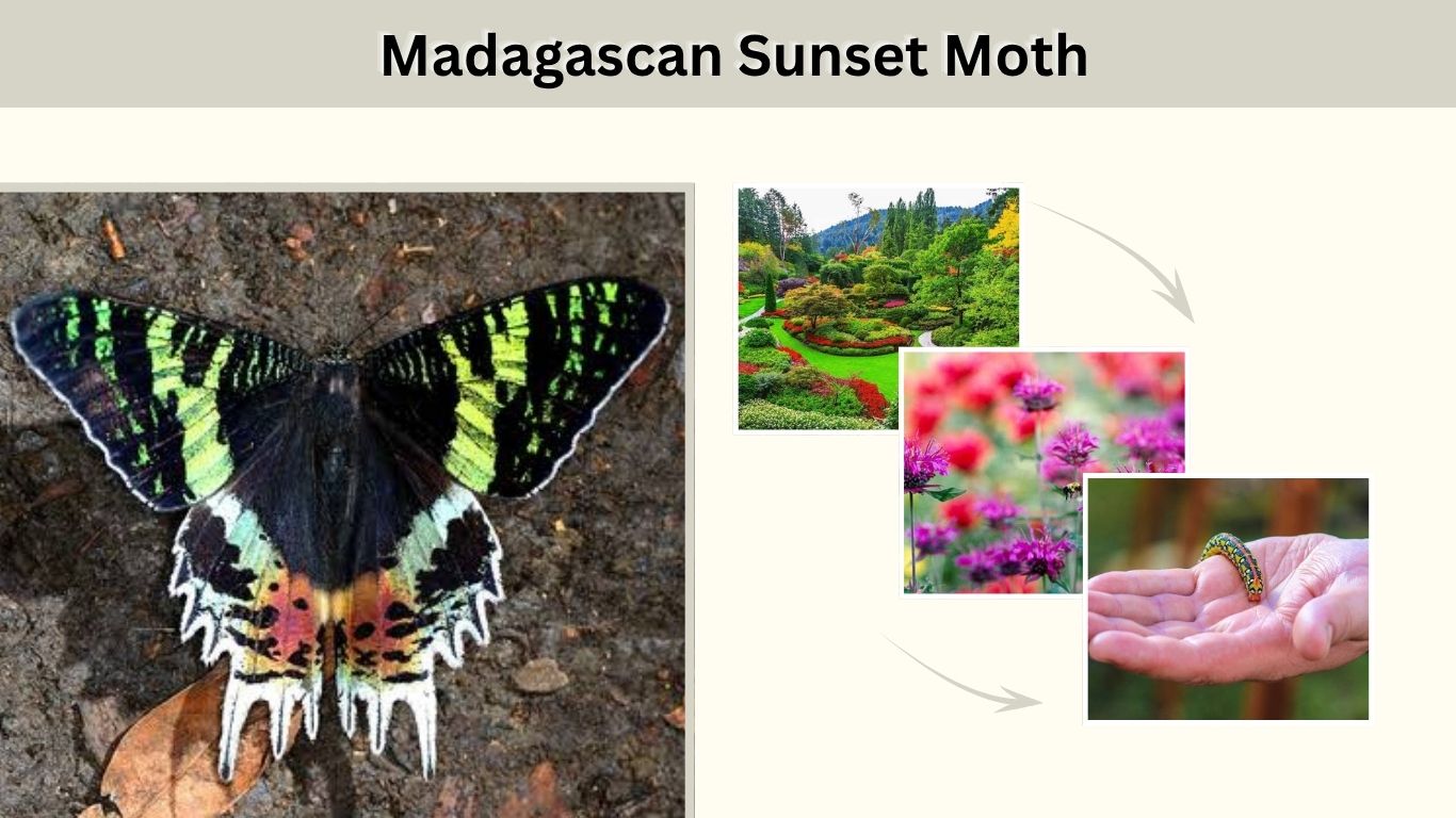 Madagascan Sunset Moth: Colors, Habitat, Diet and Life Cycle