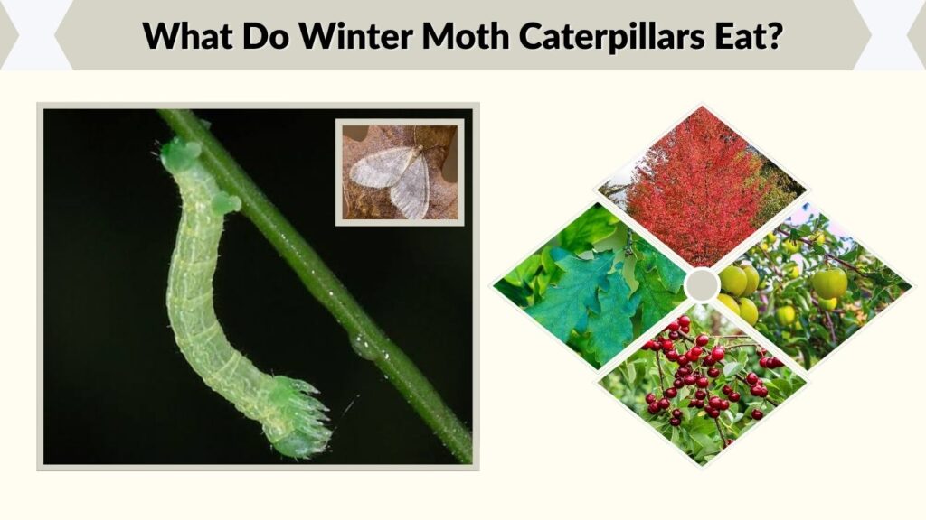 What Do Winter Moth Caterpillars Eat?