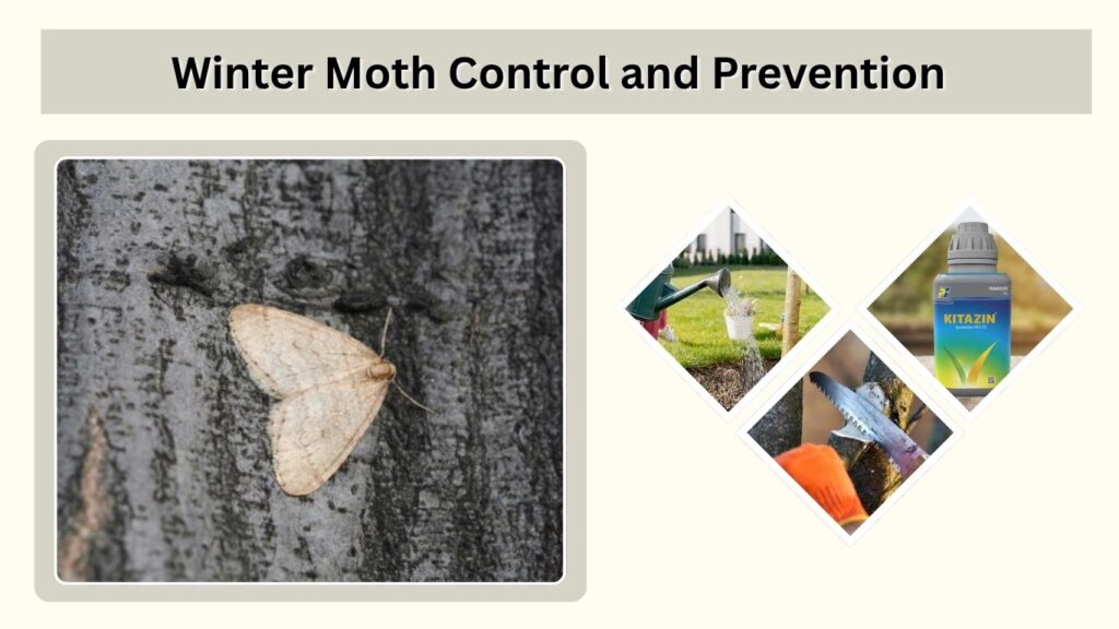 Winter Moth Control and Prevention