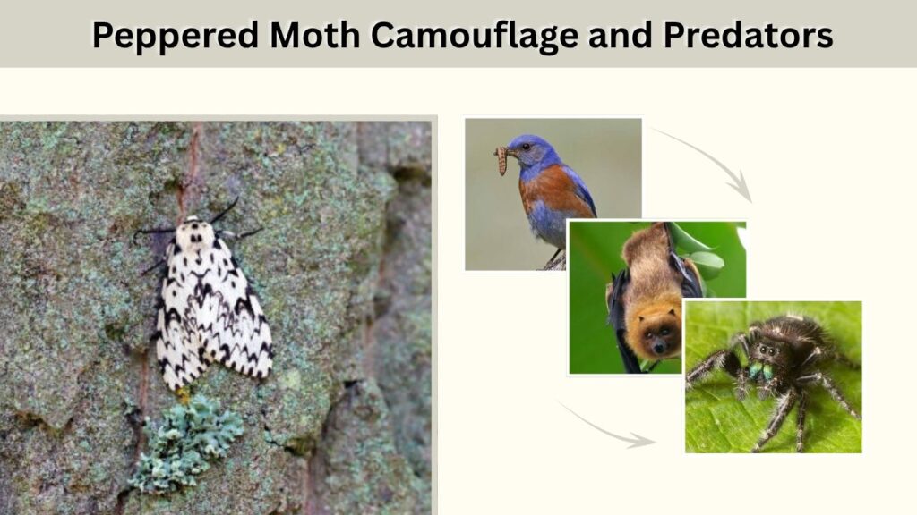 Peppered Moth Camouflage and Predators