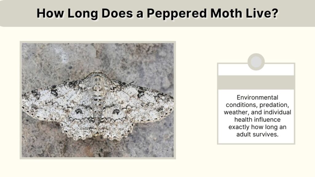 How Long Does a Peppered Moth Live?