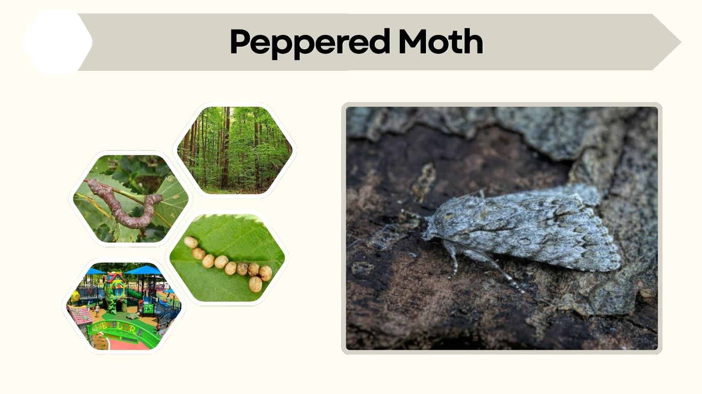 Peppered Moth: Evolution, Habitat, Caterpillar & Life Cycle