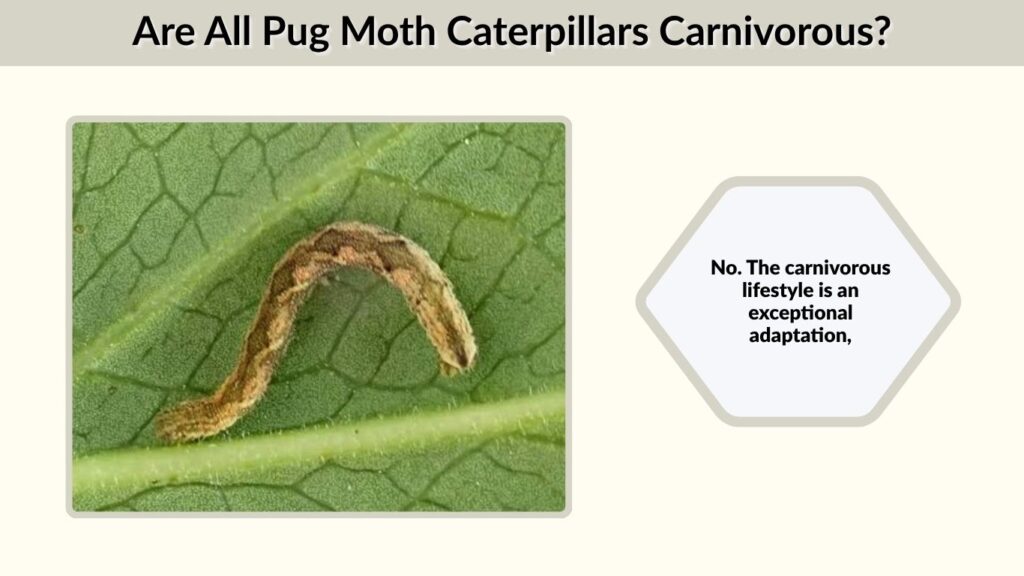 Are All Pug Moth Caterpillars Carnivorous?