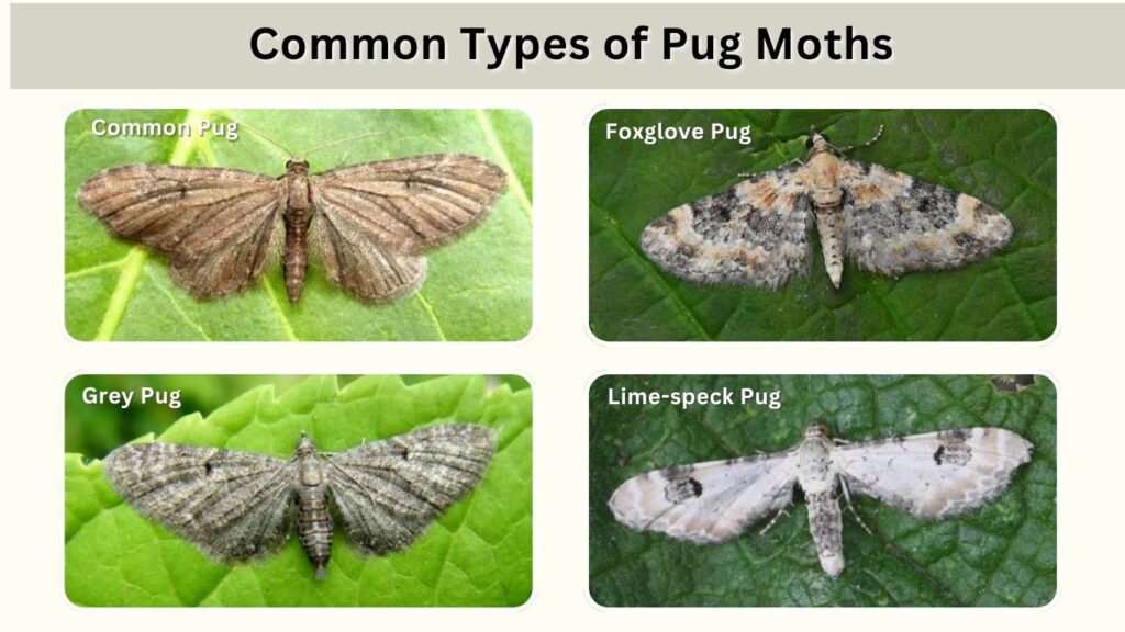 Common Types of Pug Moths