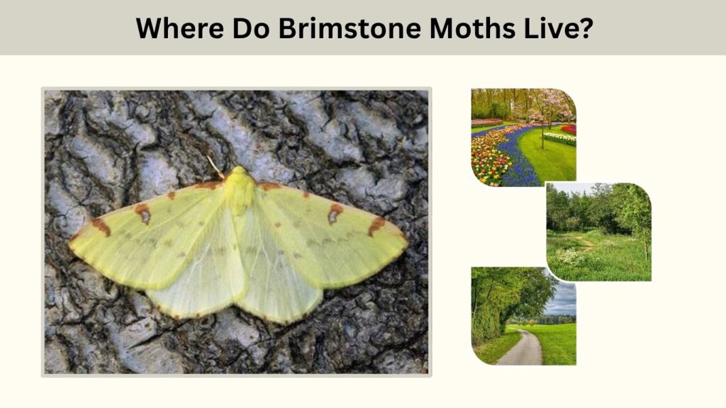 Where Do Brimstone Moths Live?