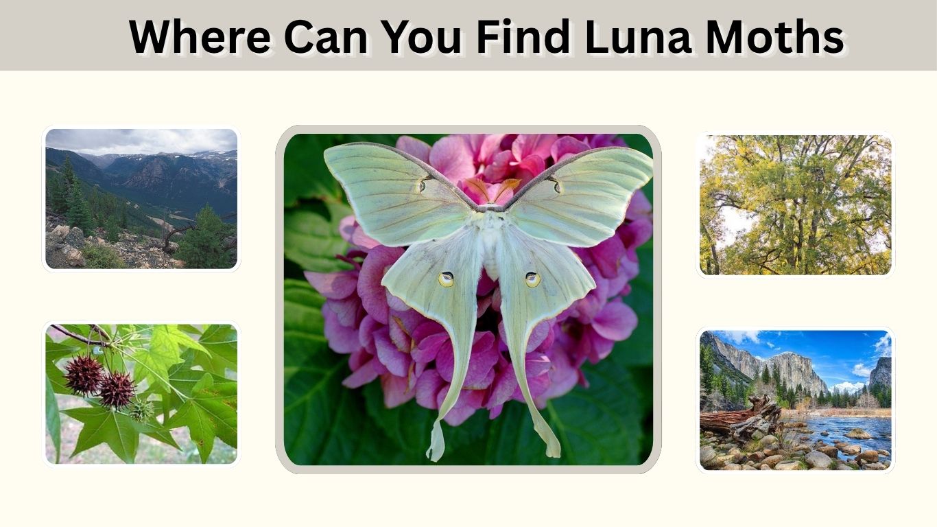 Where Can You Find Luna Moths? Range, Habitat, and Facts