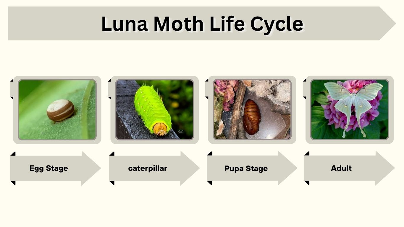 Luna Moth Life Cycle: Stages, Timeline, and Lifespan