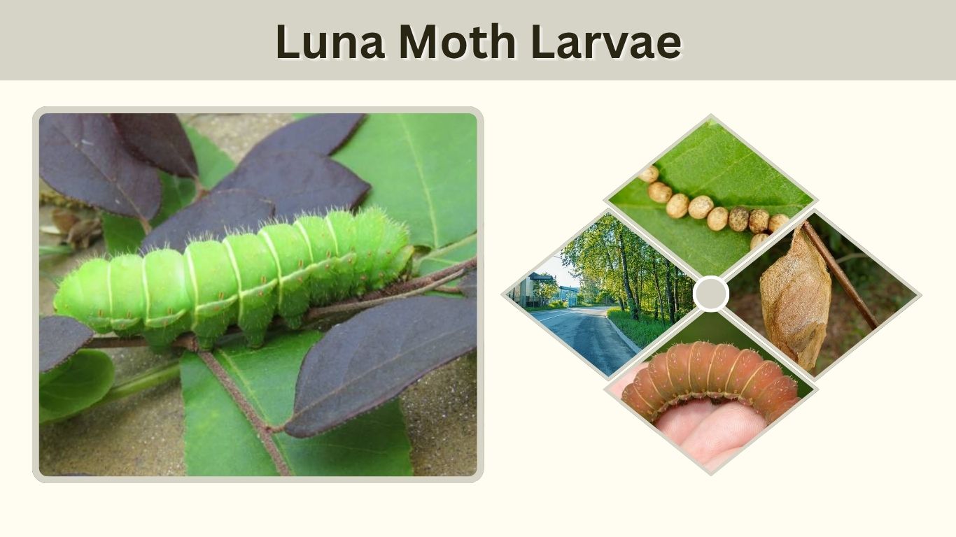 Luna Moth Larvae: Food, Stages, Size, Care and Facts