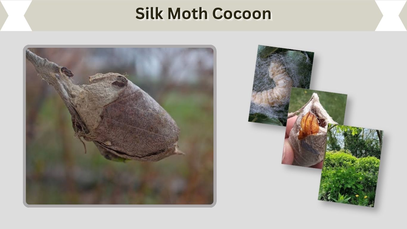 Silk Moth Cocoon: How It Forms and When Moths Emerge