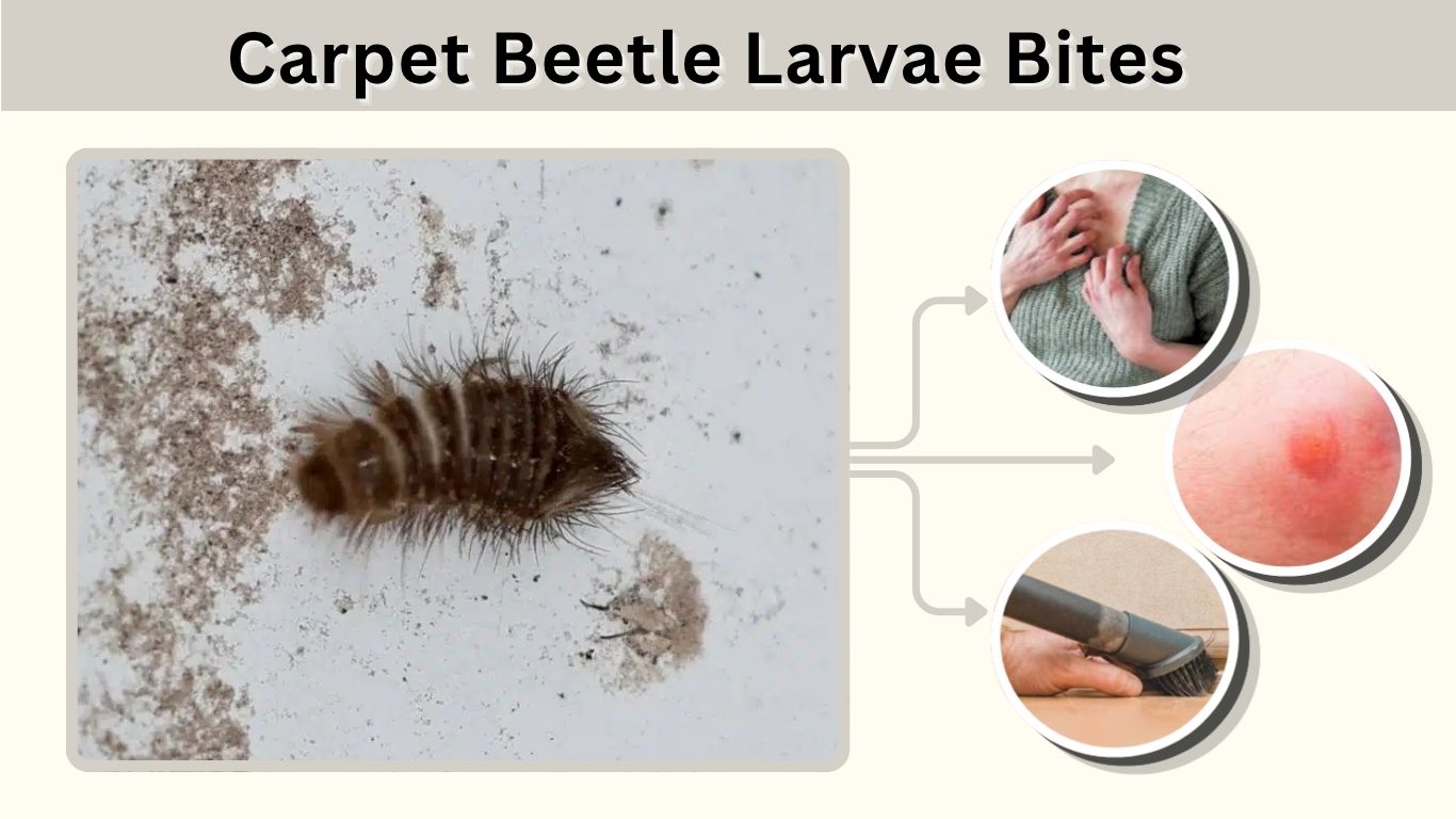 Carpet Beetle Larvae Bites: Do They Bite Humans?