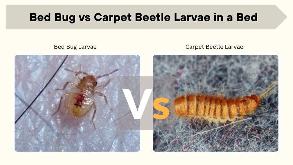 Bed Bug vs Carpet Beetle Larvae in a Bed