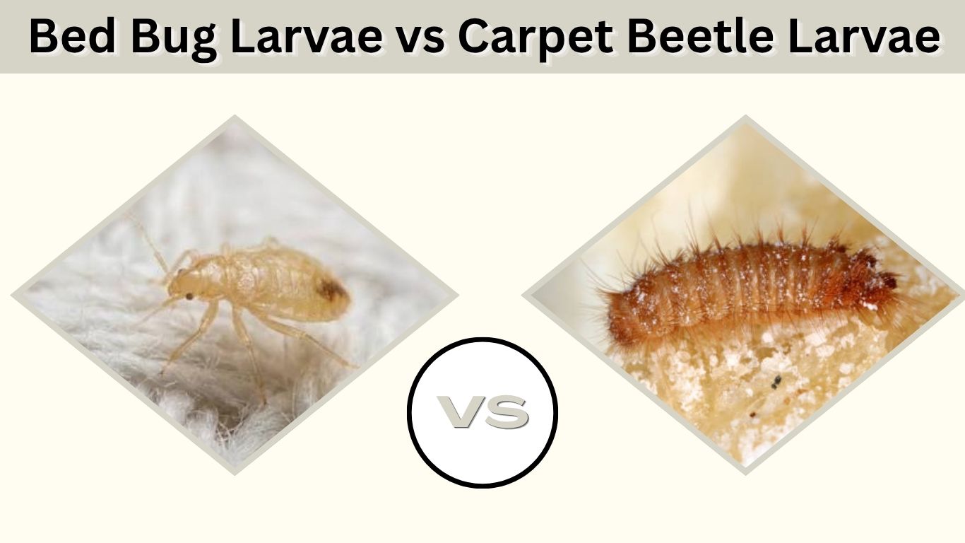 Bed Bug Larvae vs Carpet Beetle Larvae: Key Differences