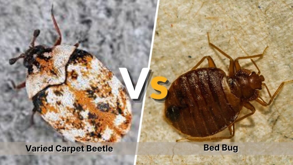 Varied Carpet Beetle vs Bed Bug