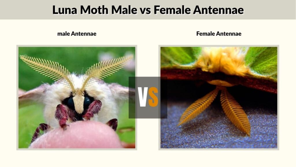 Luna Moth Male vs Female Antennae