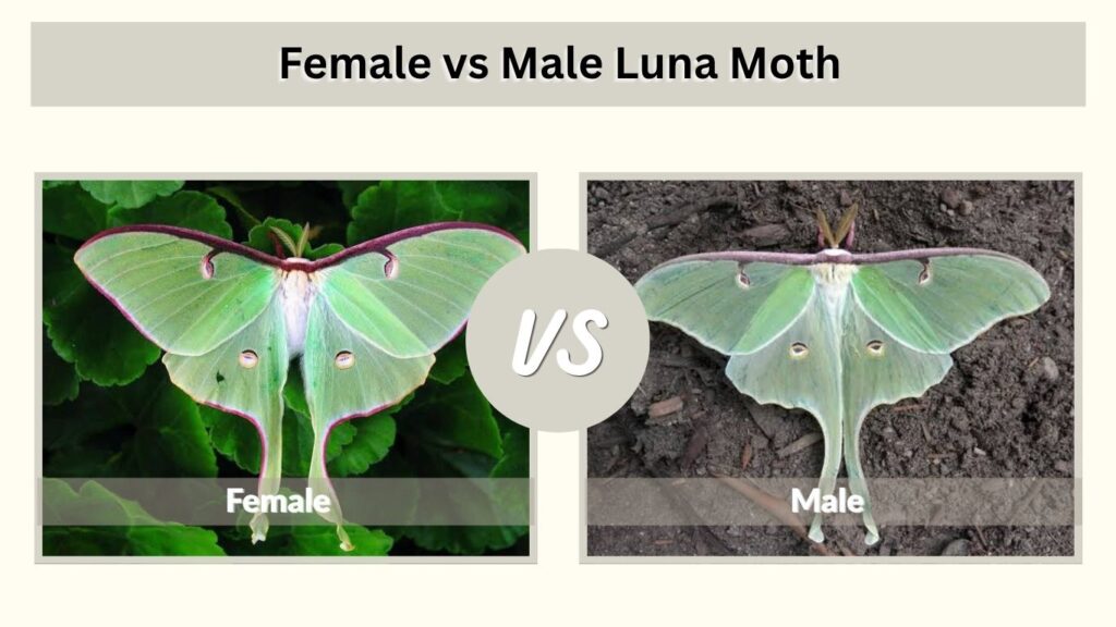 Female vs Male Luna Moth