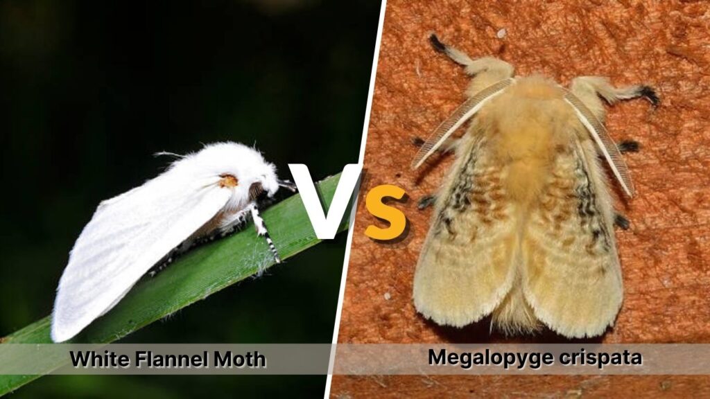 White Flannel Moth vs Megalopyge crispata