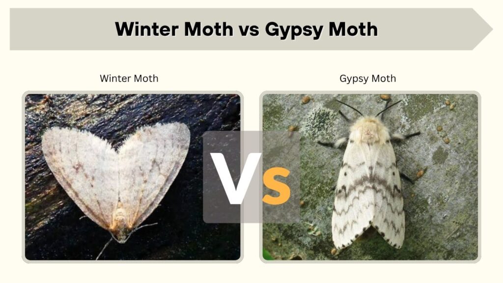 Winter Moth vs Gypsy Moth