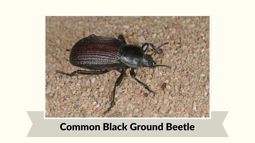 Common Black Ground Beetle