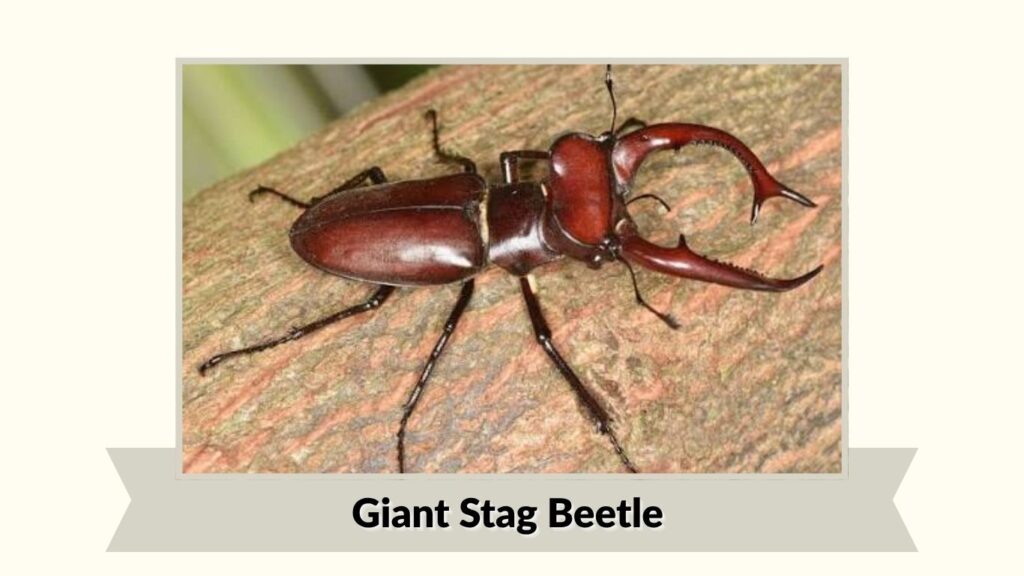 Giant Stag Beetle