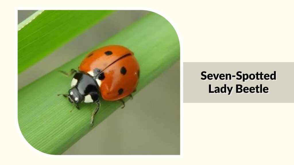 Seven-Spotted Lady Beetle