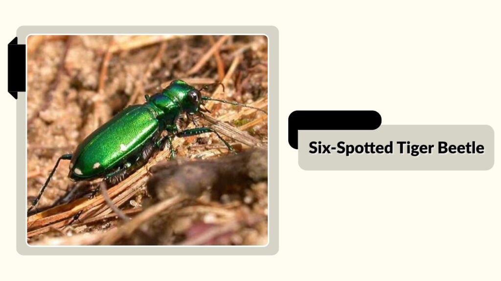 Six-Spotted Tiger Beetle