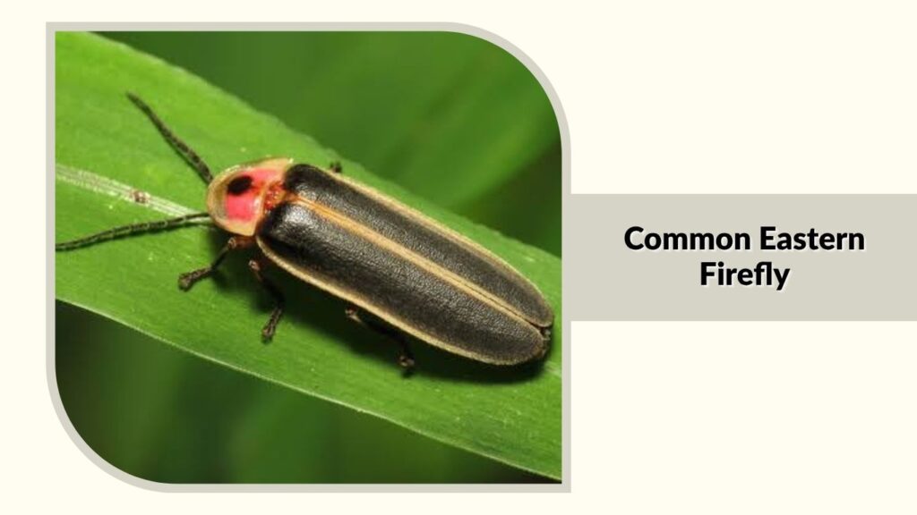 Common Eastern Firefly