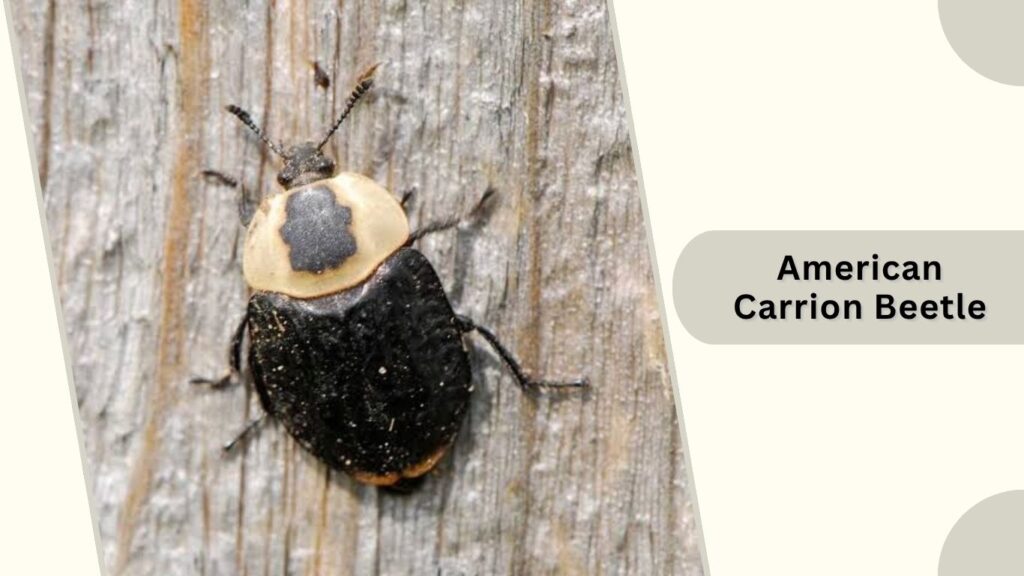 American Carrion Beetle