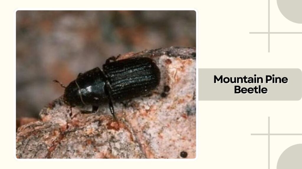 Mountain Pine Beetle
