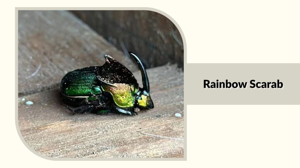 Rainbow Scarab