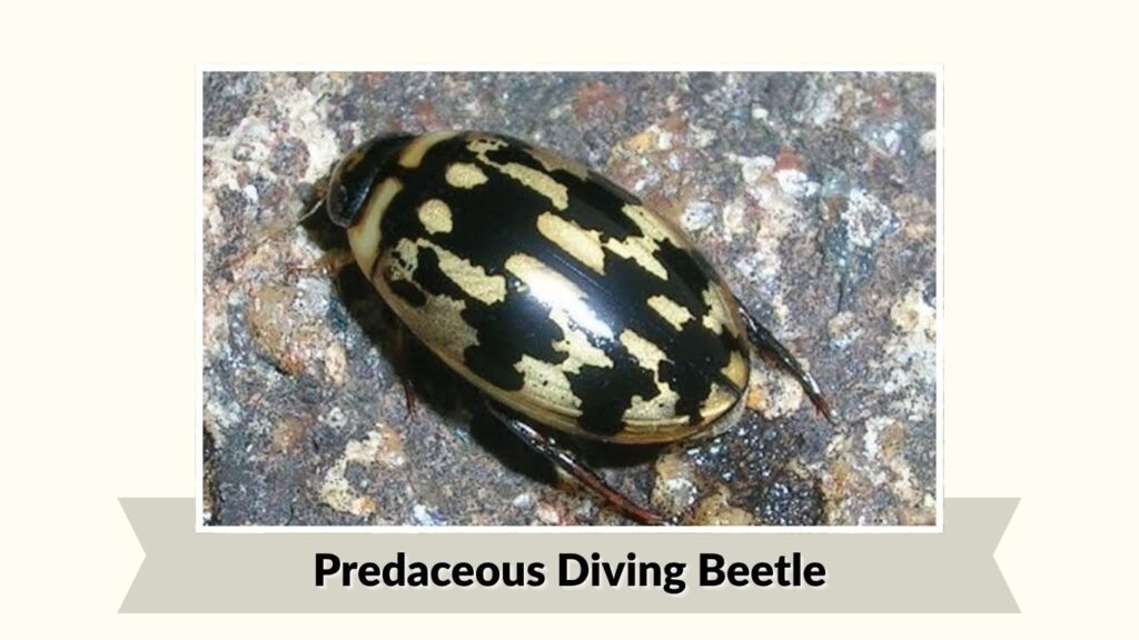  Predaceous Diving Beetle