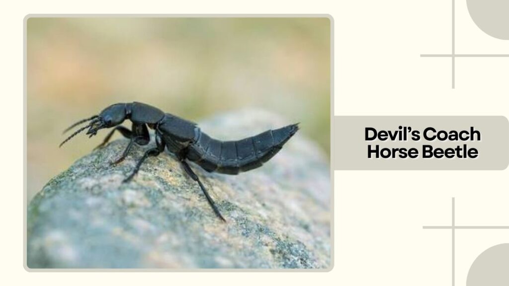 Devil’s Coach Horse Beetle