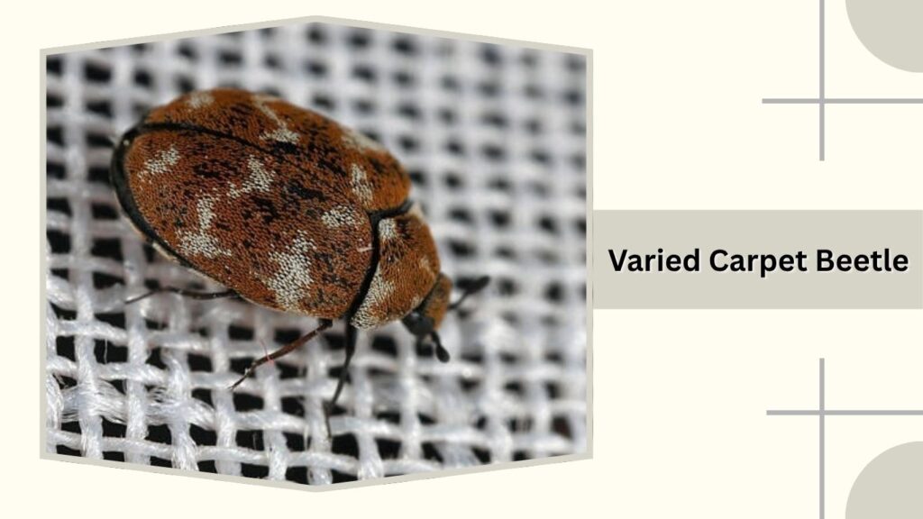 Varied Carpet Beetle