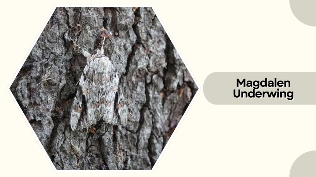 Magdalen Underwing