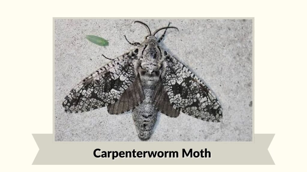 Carpenterworm Moth