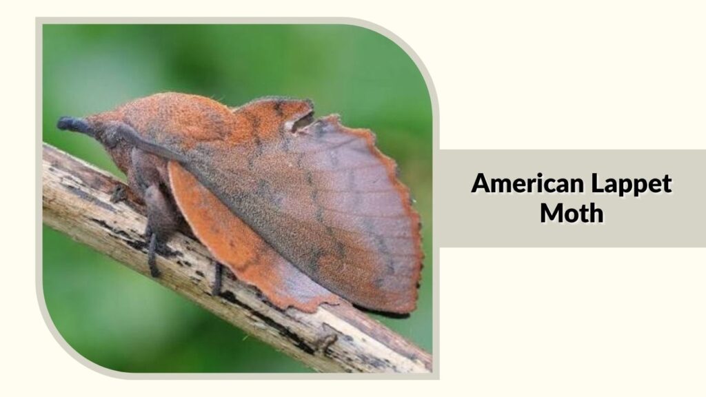  American Lappet Moth