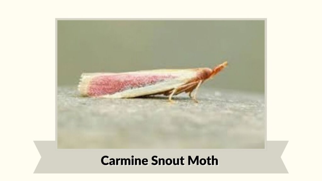 Carmine Snout Moth
