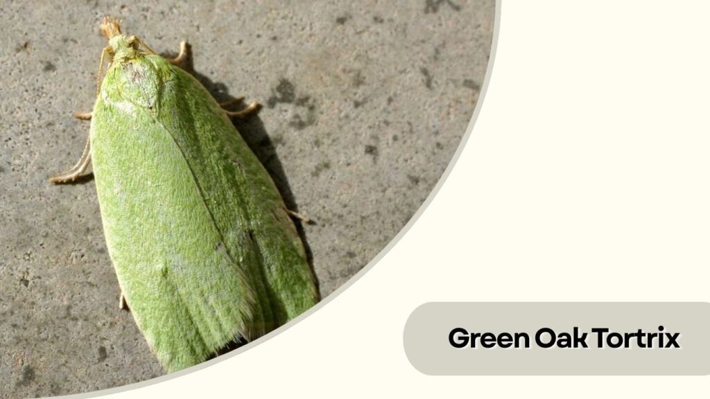 Green Oak Tortrix