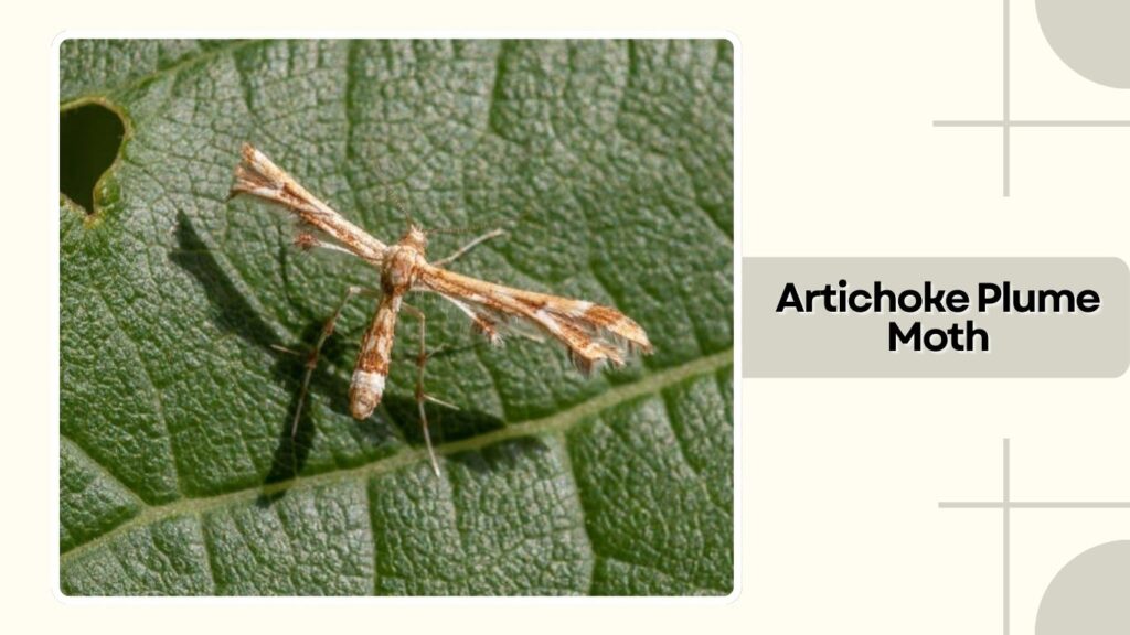 Artichoke Plume Moth