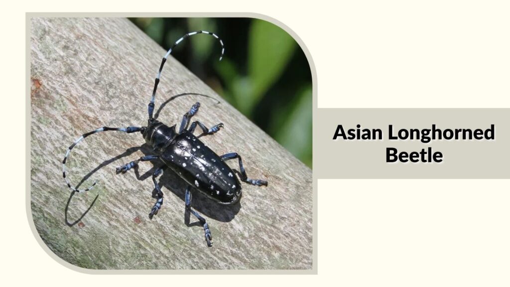 Asian Longhorned Beetle
