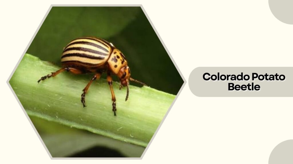 Colorado Potato Beetle