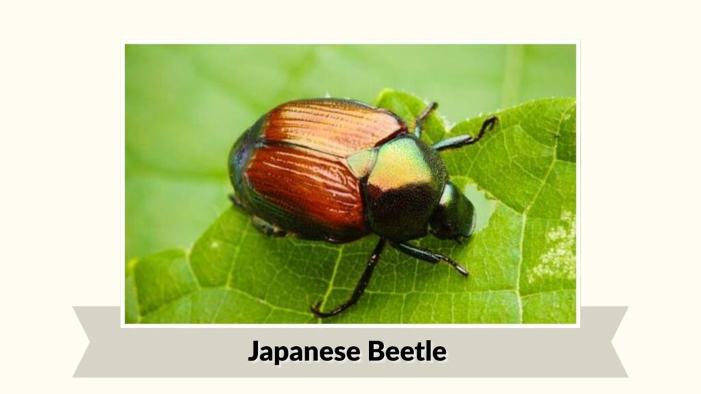 Japanese Beetle