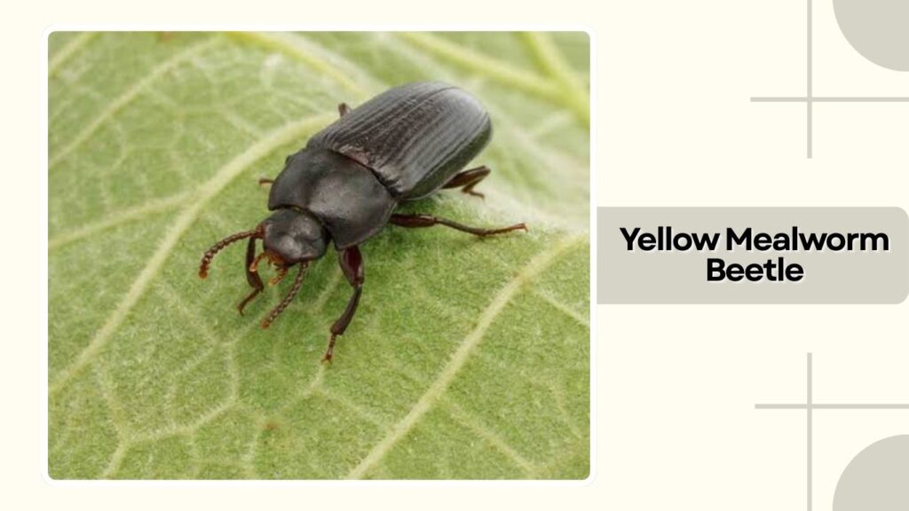 Yellow Mealworm Beetle