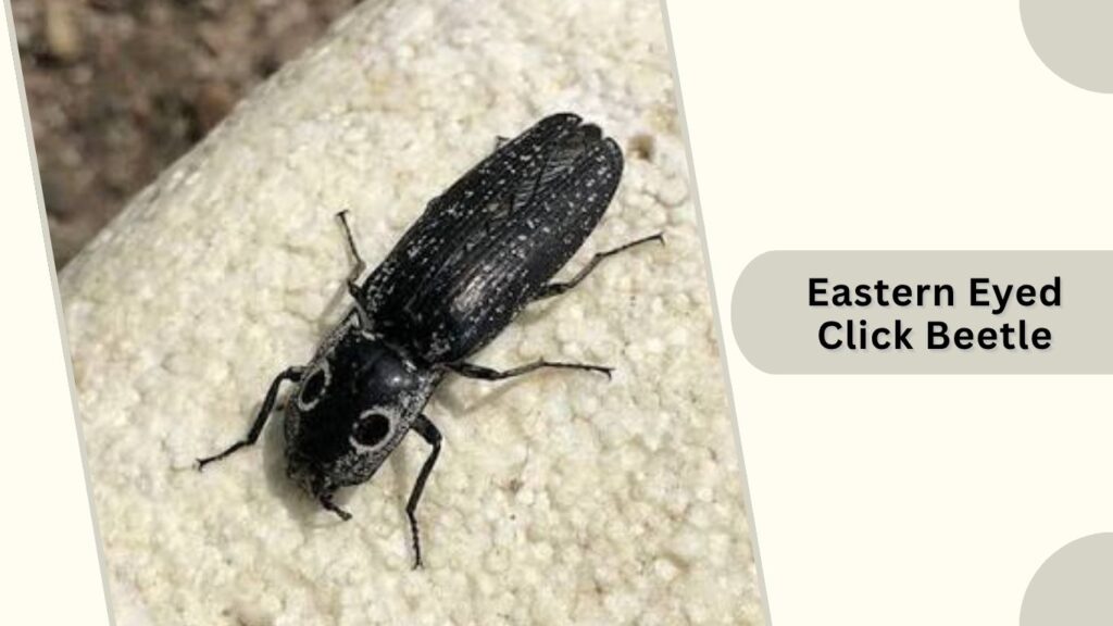 Eastern Eyed Click Beetle