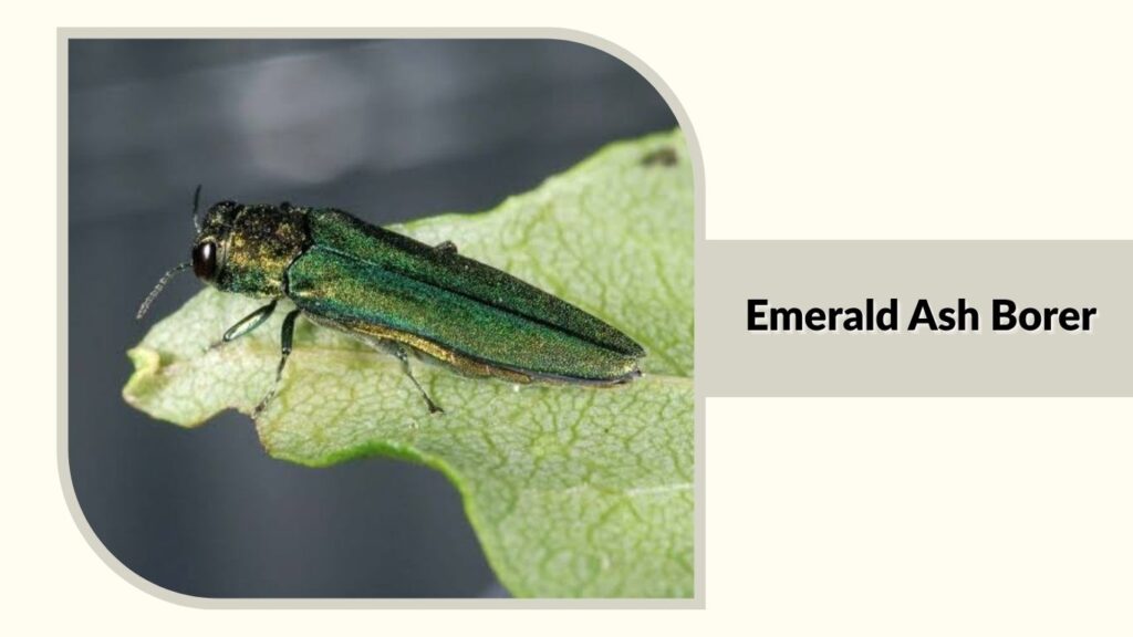 Emerald Ash Borer