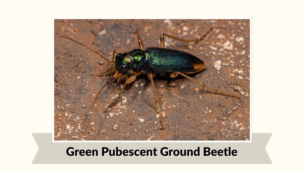 Green Pubescent Ground Beetle
