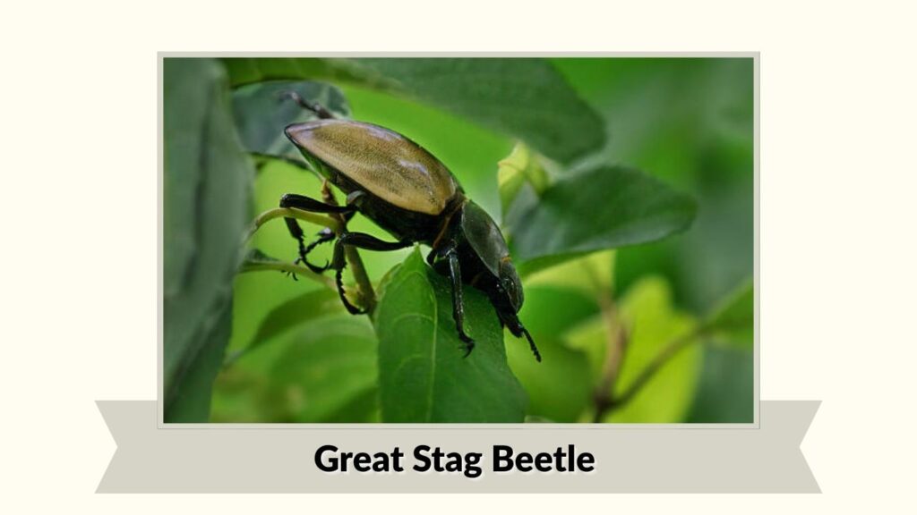Great Stag Beetle