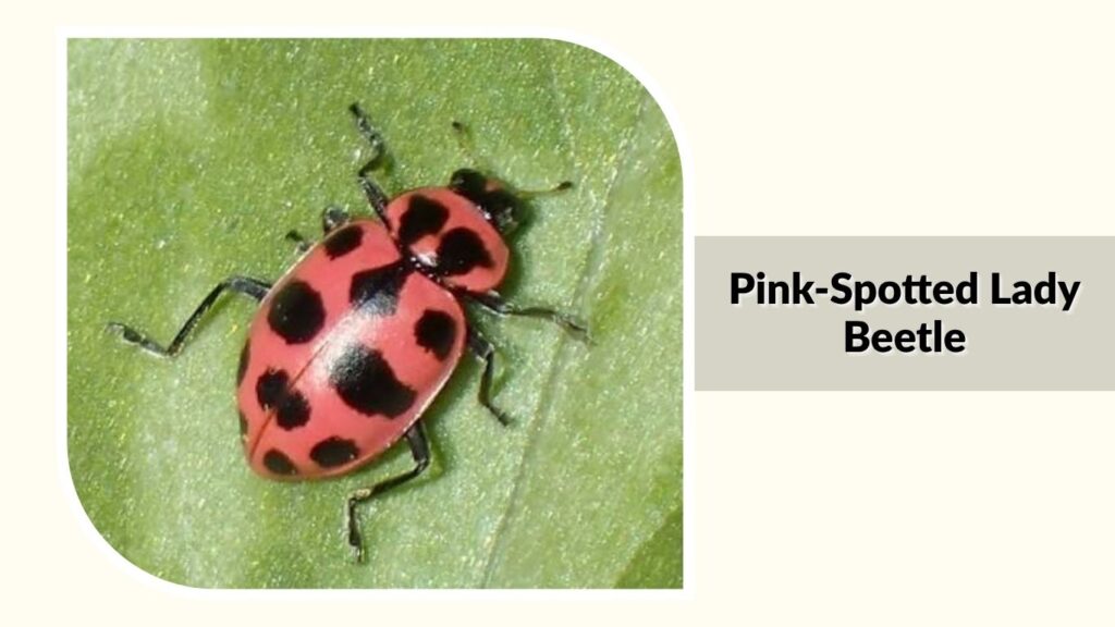 Pink-Spotted Lady Beetle