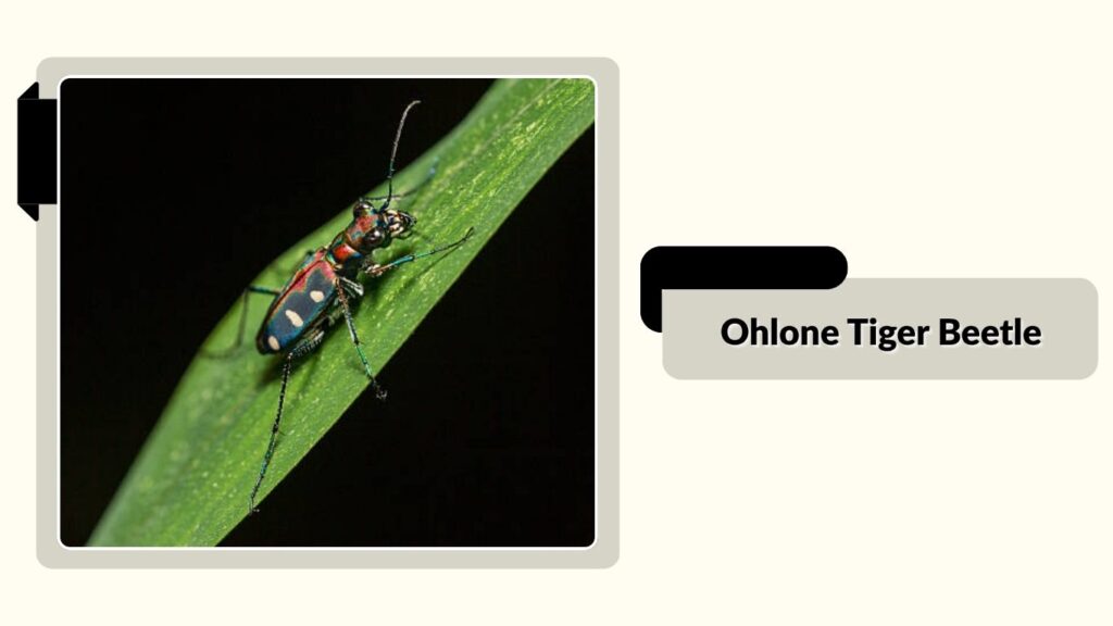 Ohlone Tiger Beetle
