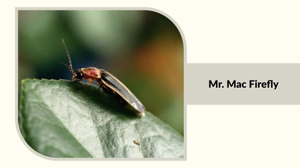 Mr. Mac Firefly