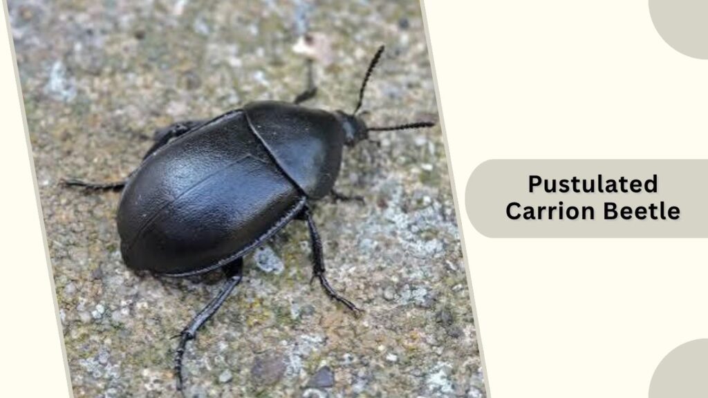 Pustulated Carrion Beetle